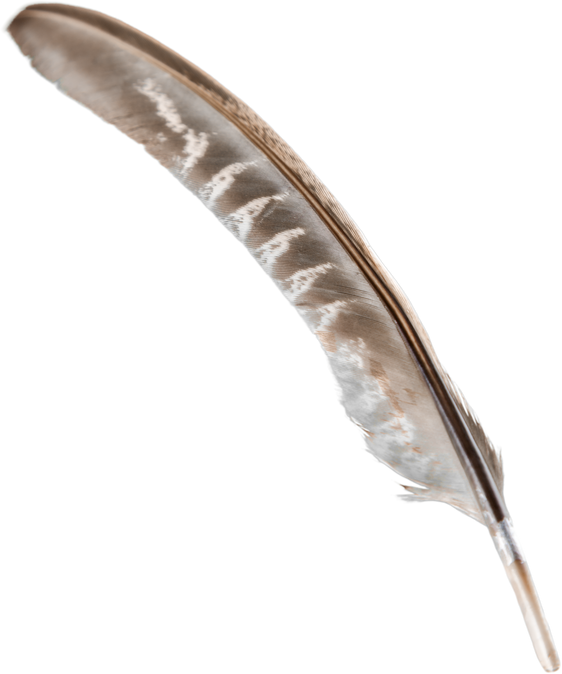 Brown Feather Isolated